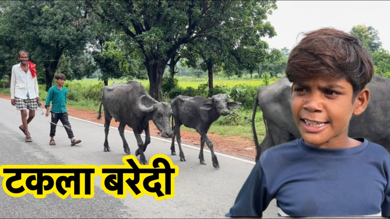 टकला बरेदी || Bundeli Comedy || Halle Bhaiya || Takla baredi