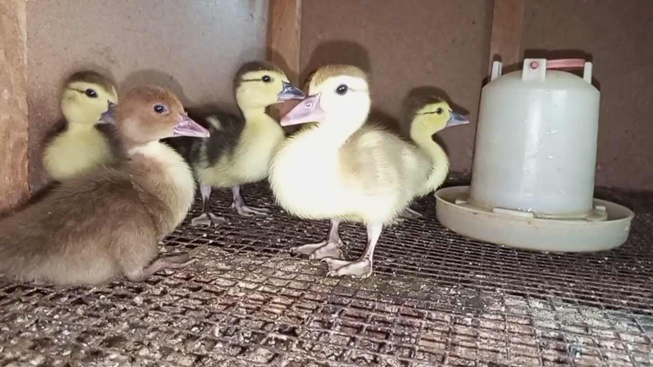 Yeni çıxan lal ördeklerim yarsi satıldı 