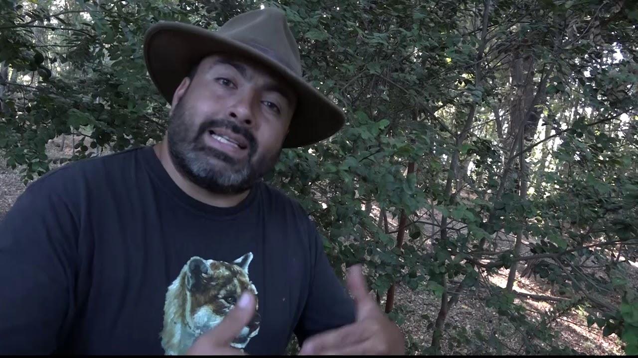 ÁRRAYAN ÁRBOL NATIVO   EDUARDO IBAÑEZ