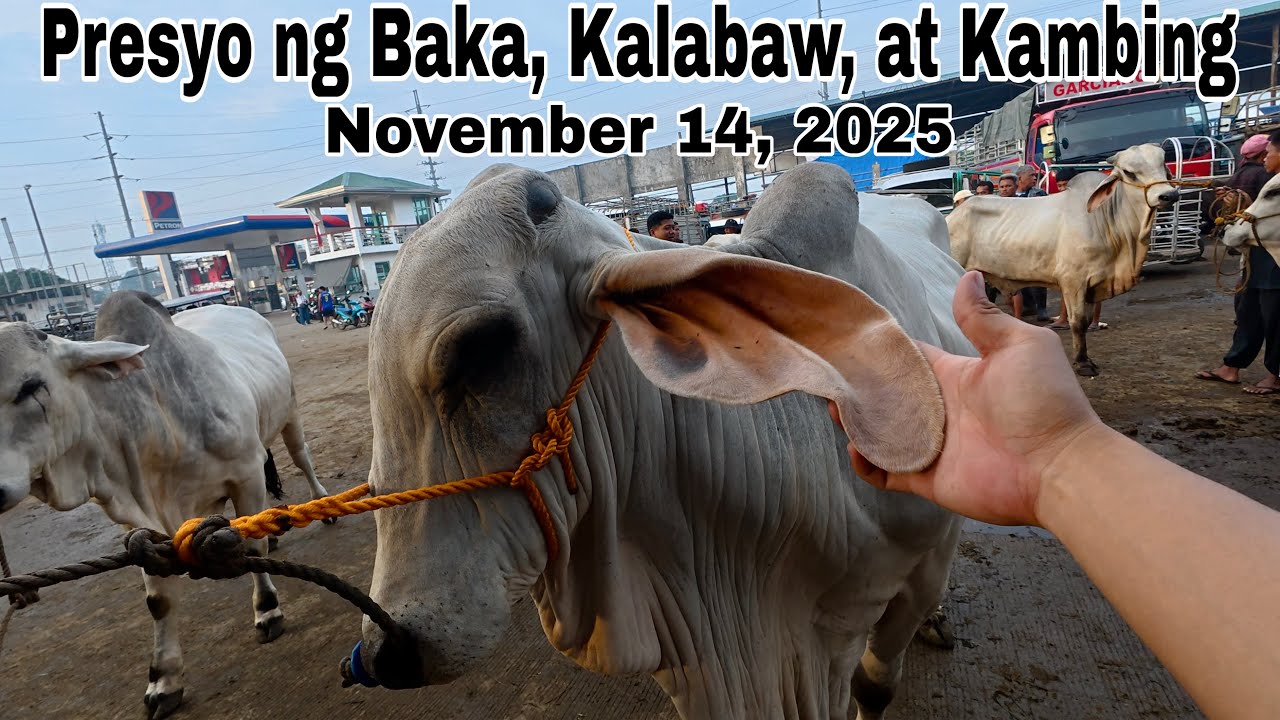 November 14, 2025 - Bentahan ng Baka, Kambing at Kalabaw sa Padre Garcia Batangas