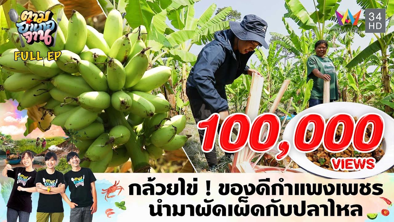 กล้วยไข่ ! ของดีกำแพงเพชร นำมาผัดเผ็ดกับปลาไหล อ.โกสัมพีนคร | ตามอำเภอจาน | 1 ต.ค. 67 Full EP