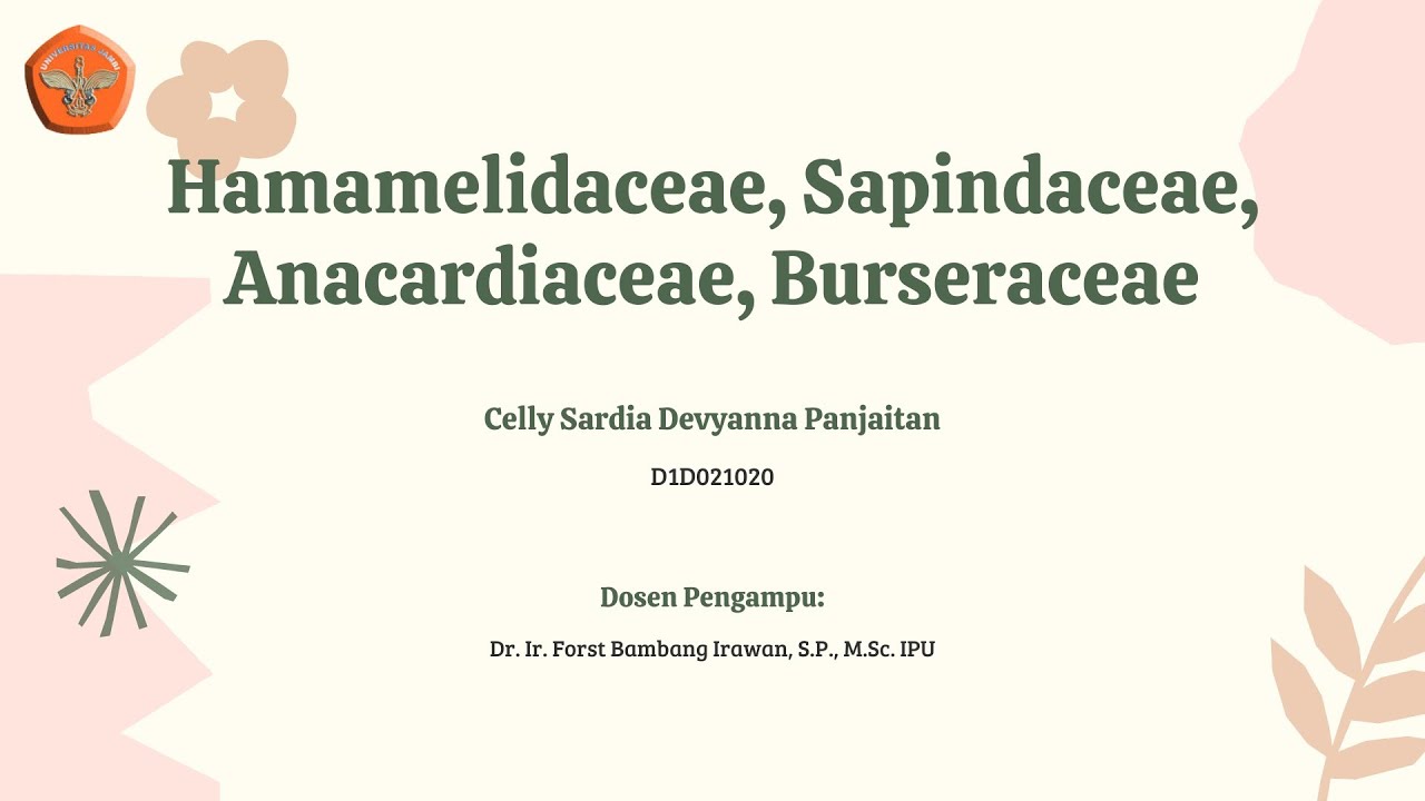 HAMAMELIDACEAE, SAPINDACEAE, ANACARDIACEAE, BURSERACEAE | CELLY SARDIA DEVYANNA PANJAITAN