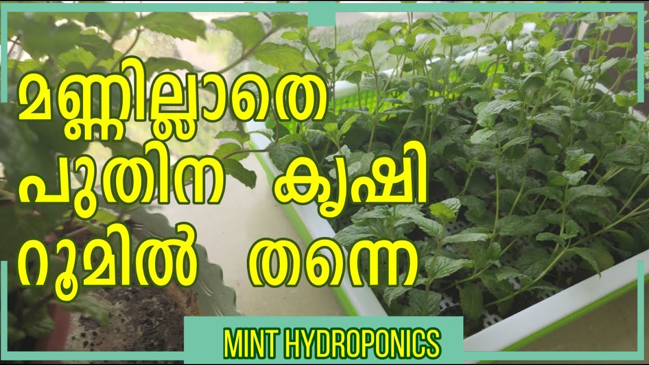 മണ്ണില്ലാതെ  പുതിന  റൂമിൽ  തന്നെ || Mint Cultivation without Soil || Mint  hydroponics || EP:45