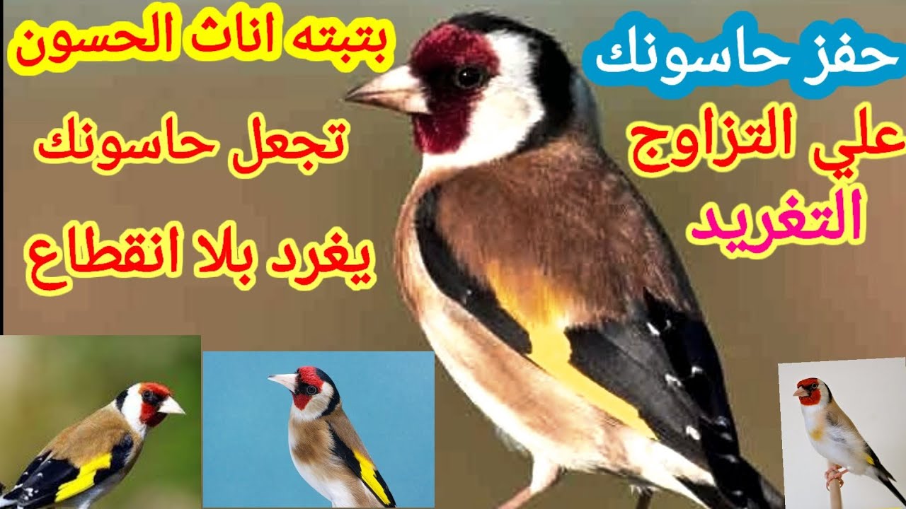 #بتبته_أناث_الحسون تجعل#حاسونك#يغرد بلا انقطاع#تحفيز الحسون علي التزاوج والتغريد 