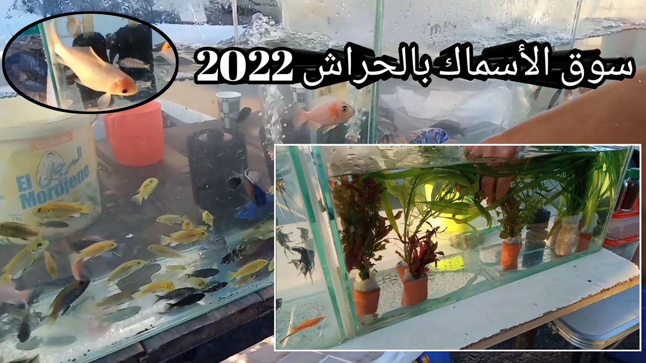 أسعار الأسماك في سوق الحراش /D15/ تربية الأسماك بين التجارة و الهواية.🐠🐬🦈