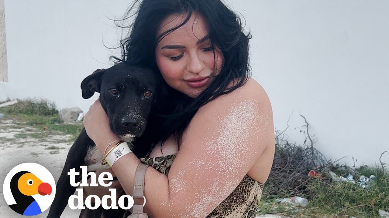 She Rescued A Dog While On Vacation In Cancun | The Dodo