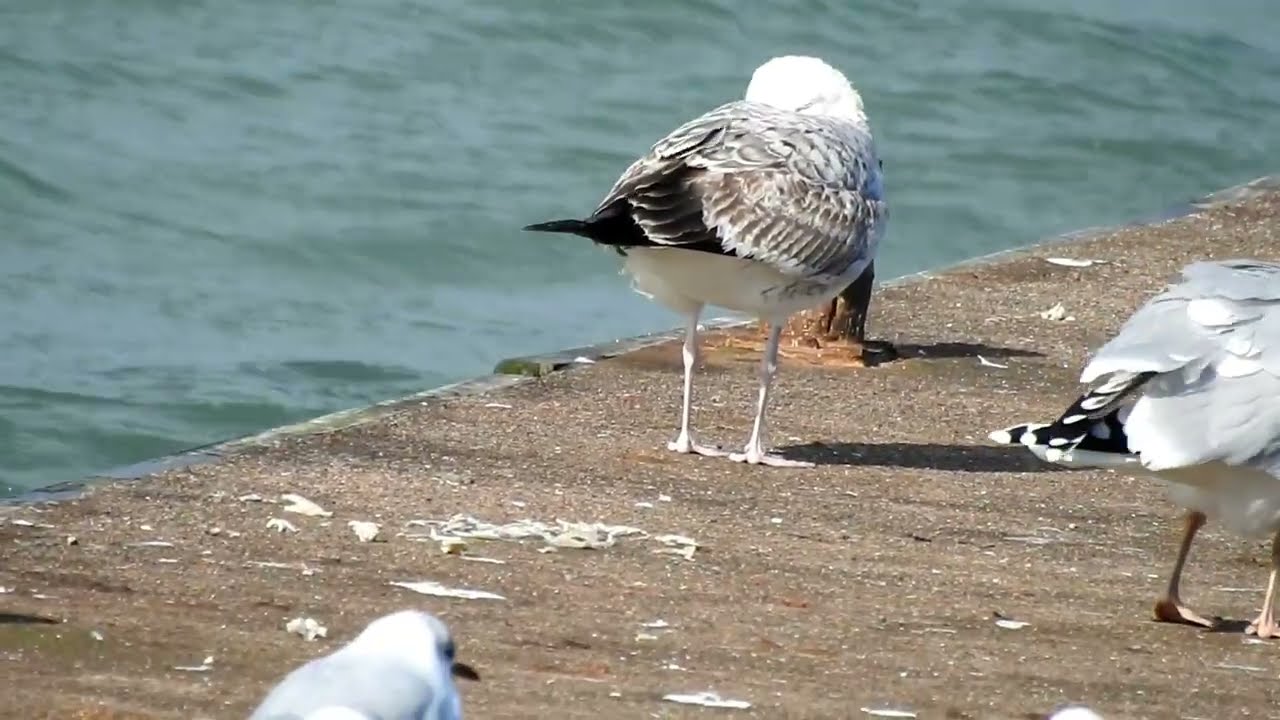 Caspian Gull [1st w], Brixham Harbour, 19.2.26