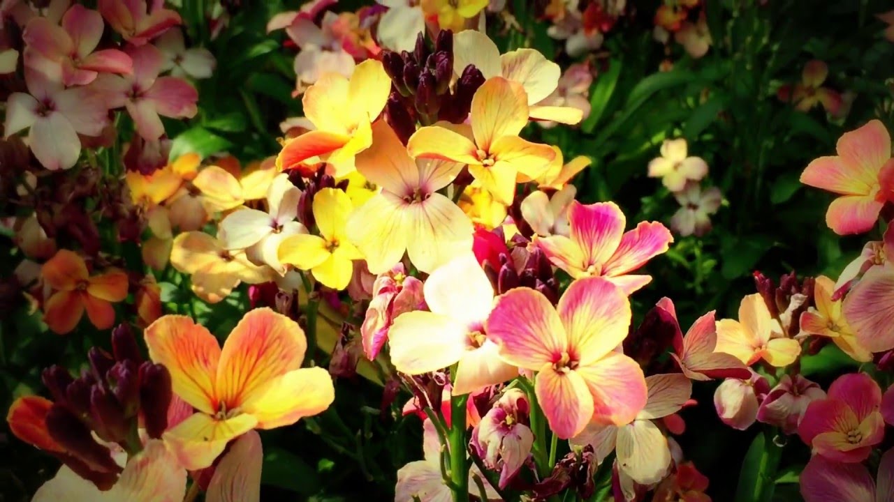British Spring Blossoms - Clusters of Wallflowers In Garden #wallflowers #erysimum #gardening