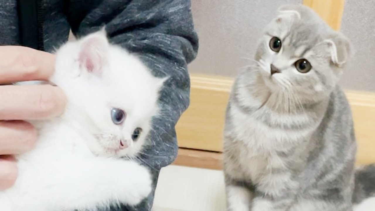 It will take a little longer for Lulu and Leo to get along