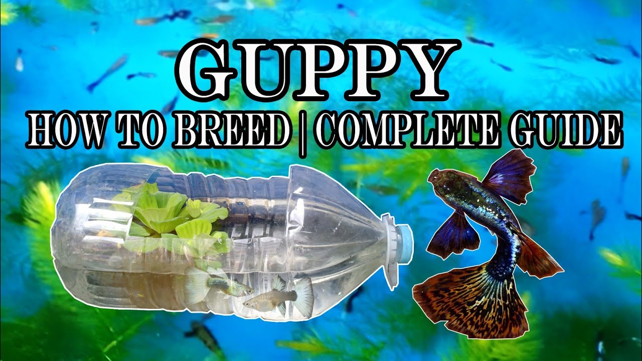 GUPPY BREEDING TECHNIQUES | Easy way and complete guide (RAFFLE TIME ENDED)