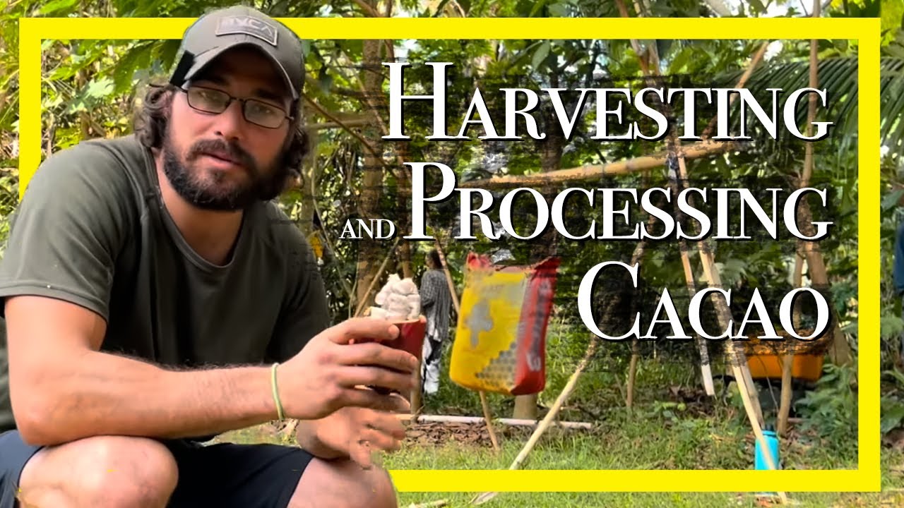 Harvesting and Processing Cacao Gingerhill Style | Live Big #59