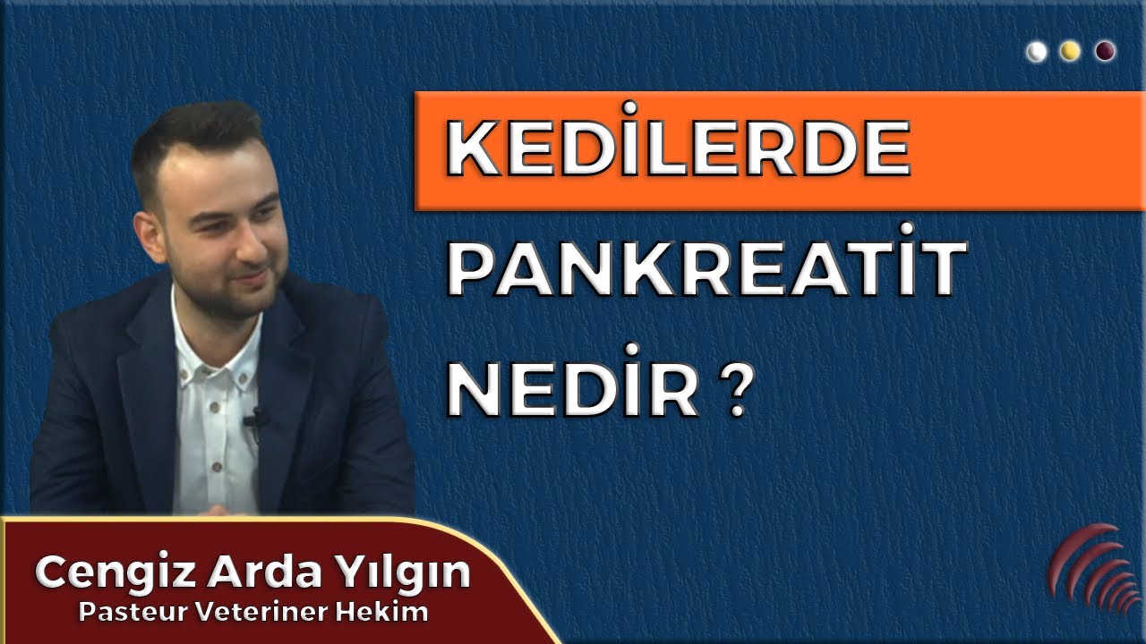 KEDİLERDE PANKREATİT NEDİR ? : CENGİZ ARDA YILGIN l PERSPEKTİF