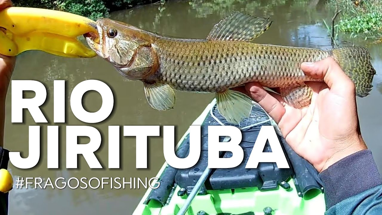 Pra quem não CONHECIA o rio FOI TOP!!! ROBALO E TRAÍRA NA LINHA! #pescaria #pescacomcaiaque #robalo
