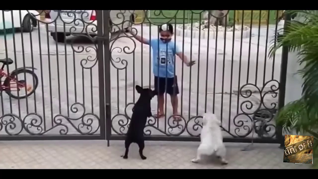 viral video of a small kid who dance infront of barking dog