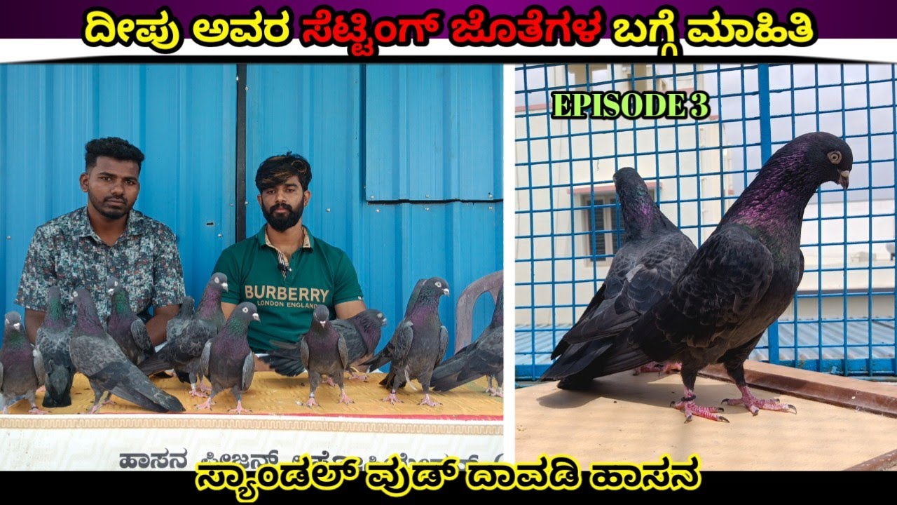 🕊️ ದೀಪು ಅವರ ಸೆಟ್ಟಿಂಗ್ ಜೊತೆಗಳ ಬಗ್ಗೆ ಮಾಹಿತಿ/🔥@hassanpigeon3878 