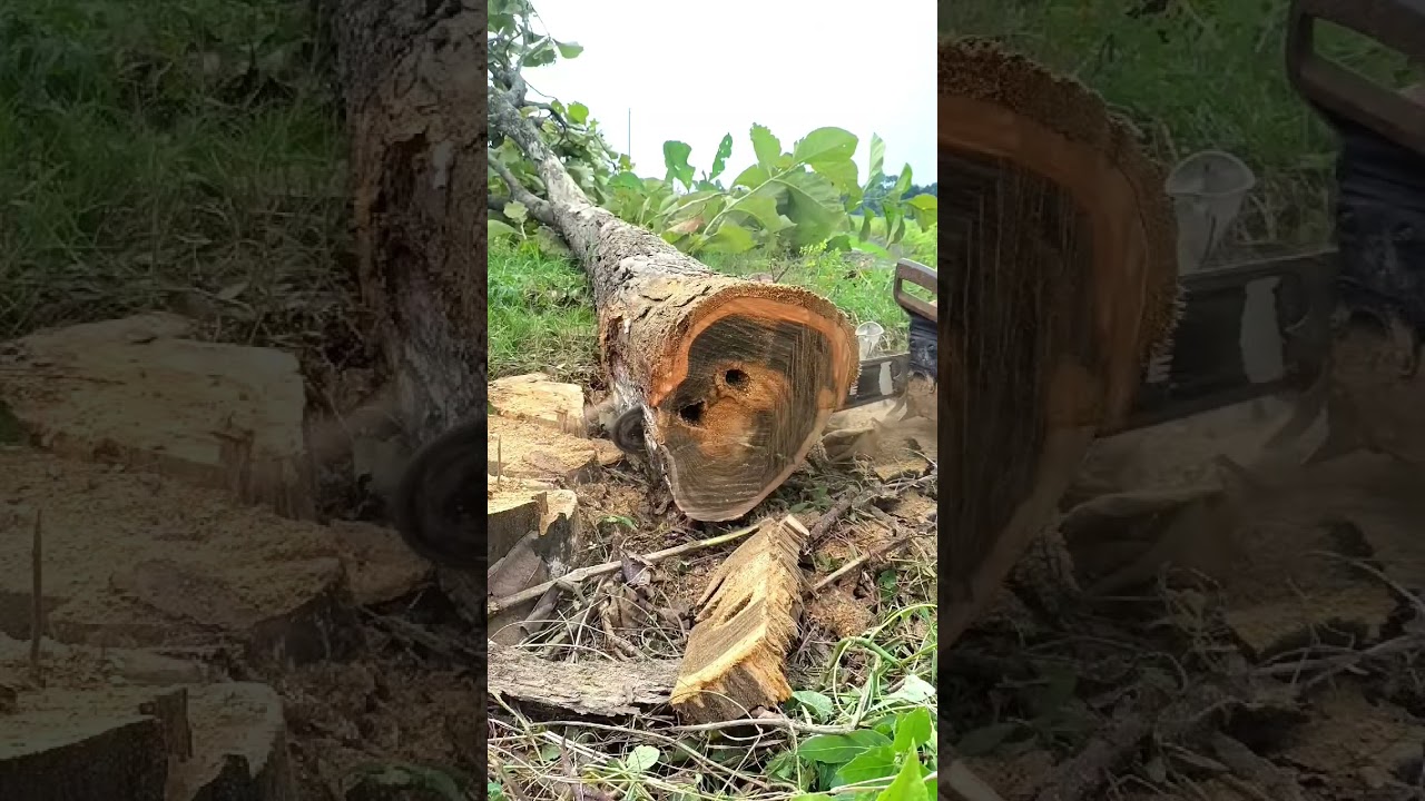 Master the Chainsaw: Precise Tree Felling and Log Processing