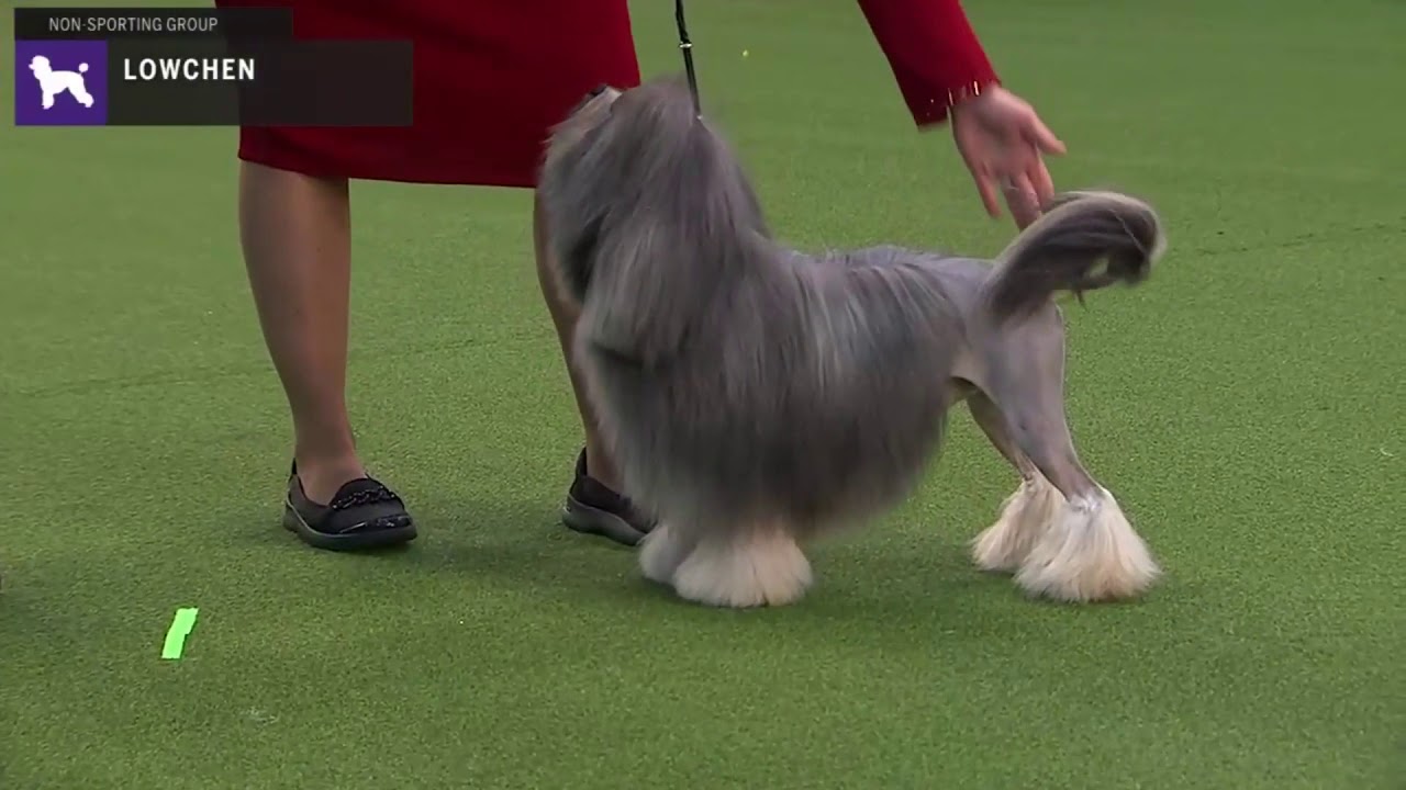 Lowchen | Breed Judging 2020