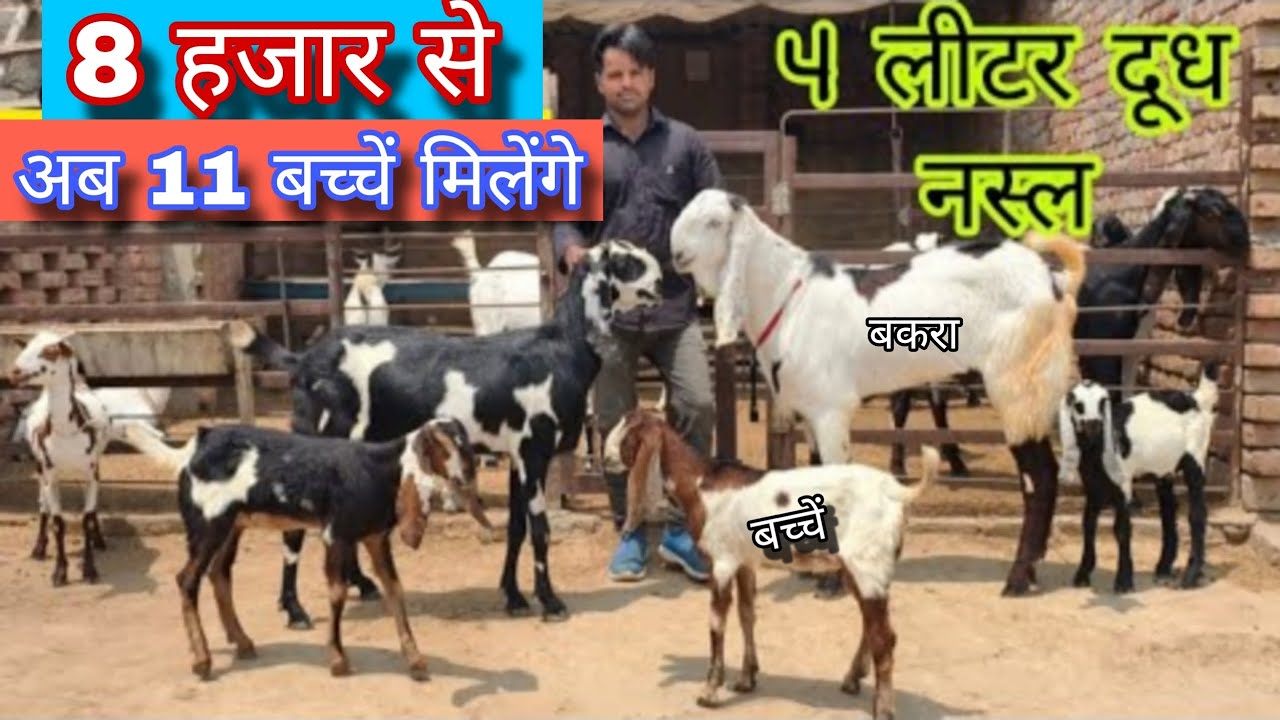 8 हजार से अब 11 बकरी के बच्चे मिलेंगे और दूध वाली बकरिया भी 