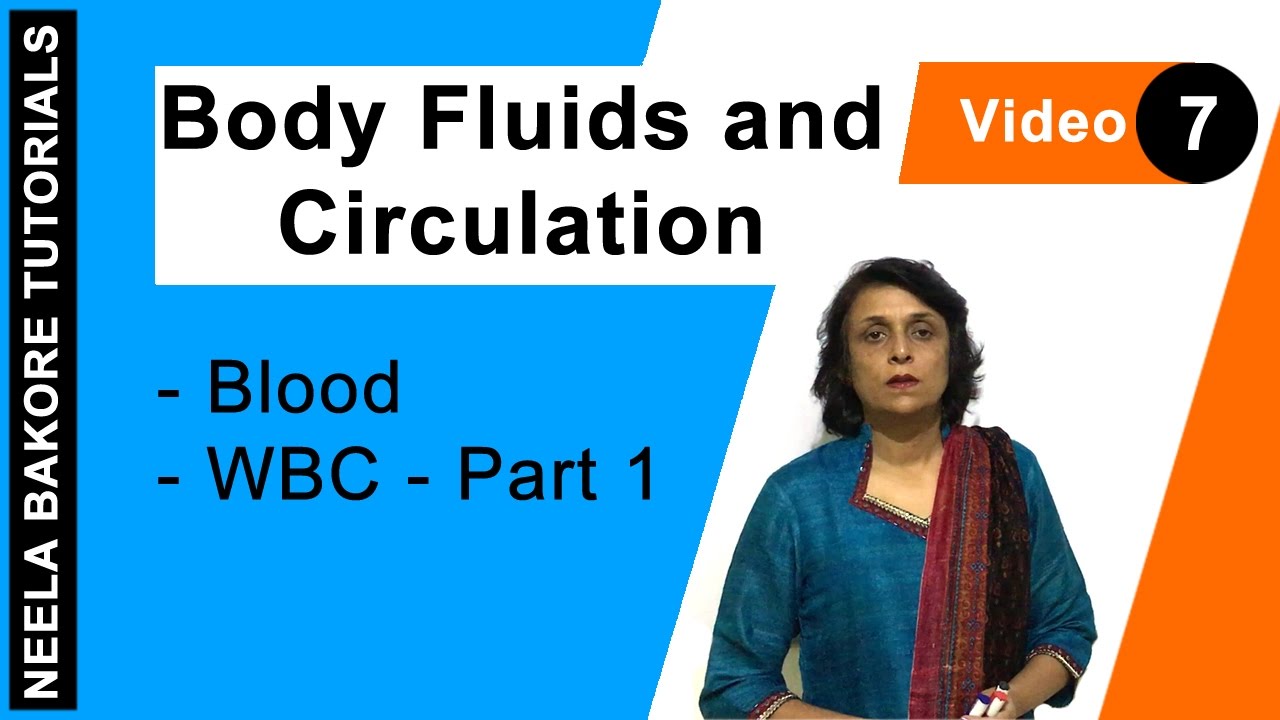 Body Fluids and Circulation | NEET | Blood - WBC - Part 1 | Neela Bakore Tutorials