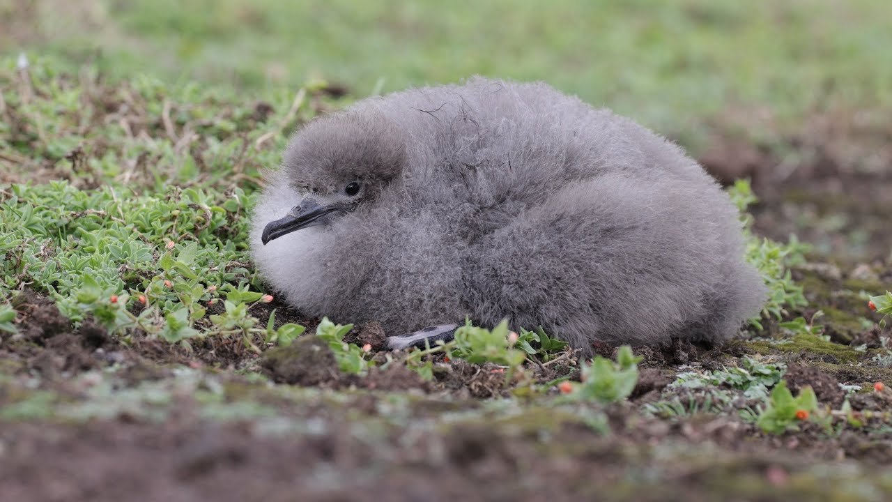 Manx Shearwater Chick | Skokholm Island