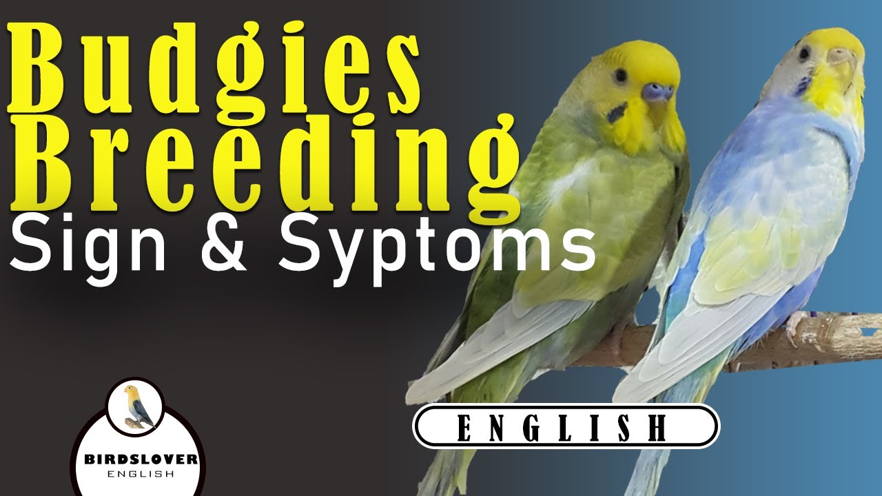 BREEDING PAIR - How to make the perfect breeding pair in budgies