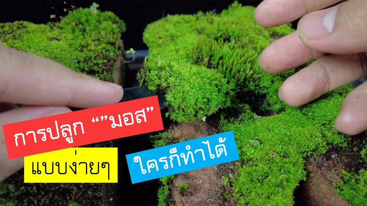 как сделать бонсай