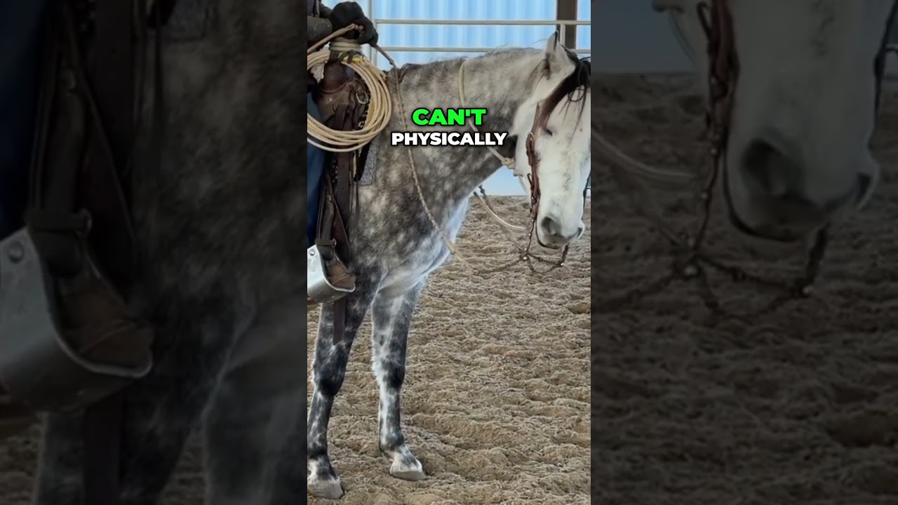 Tennessee Walking Horse Training: Cruelty Exposed