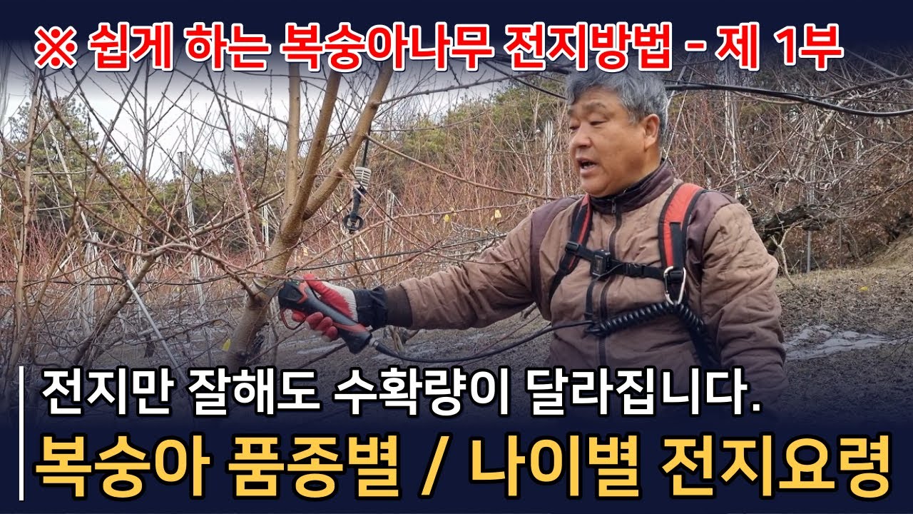 장호원 복숭아 전지방법, 다수확 재배 전정법 전문가 현장교육 - 제 1부