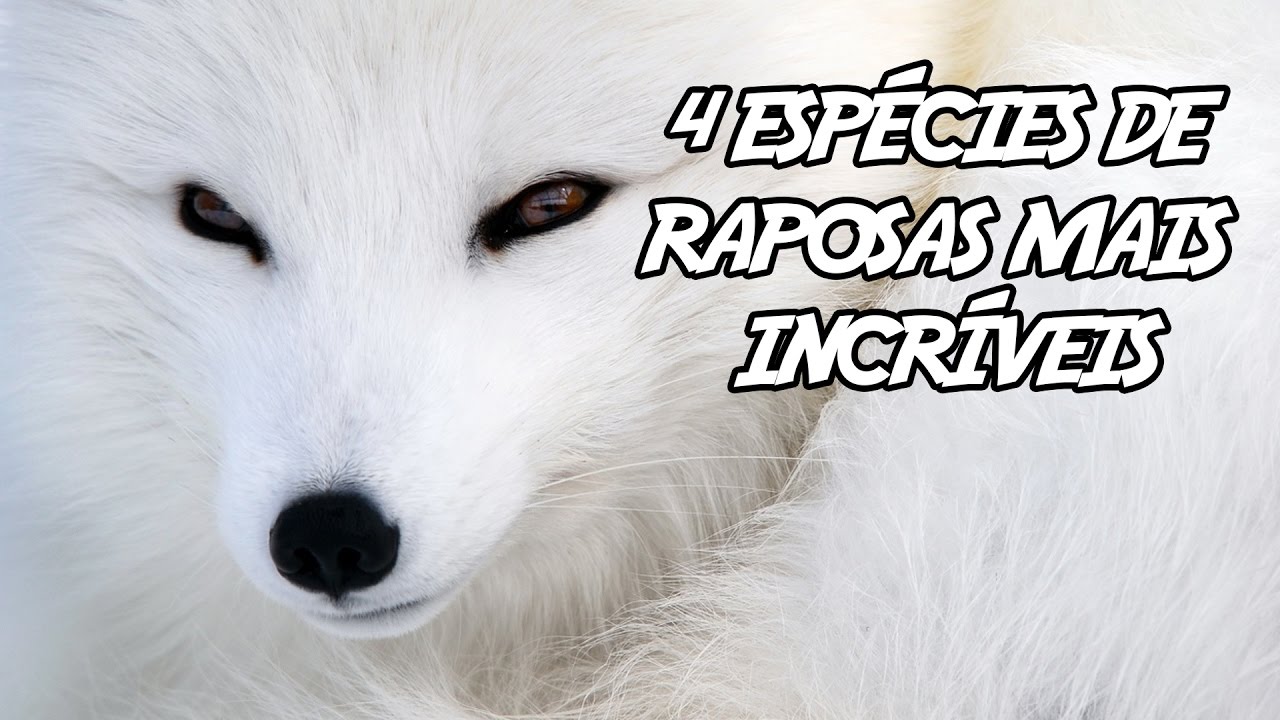 4 Espécies de Raposas mais Incríveis que você já viu