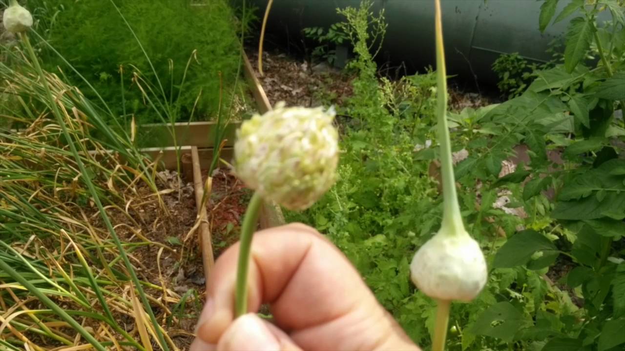 Growing out garlic to produce bulbils and differences between some types