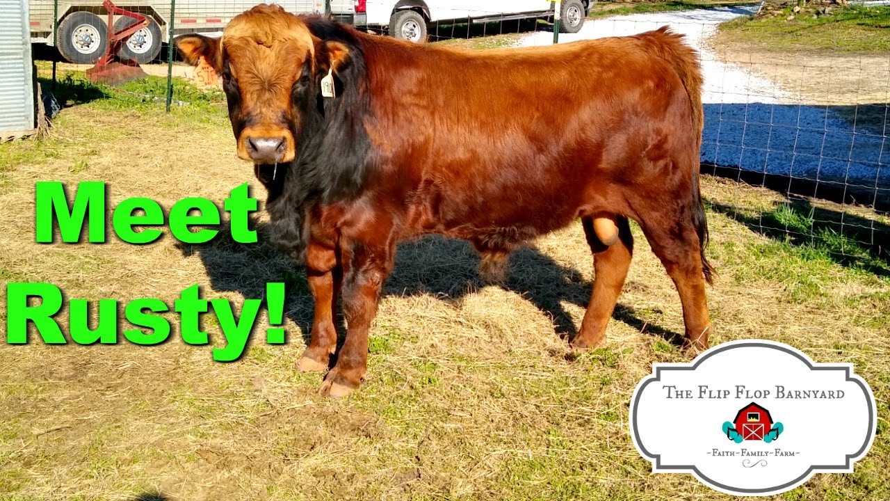 Meet Rusty | A Bull With a Job