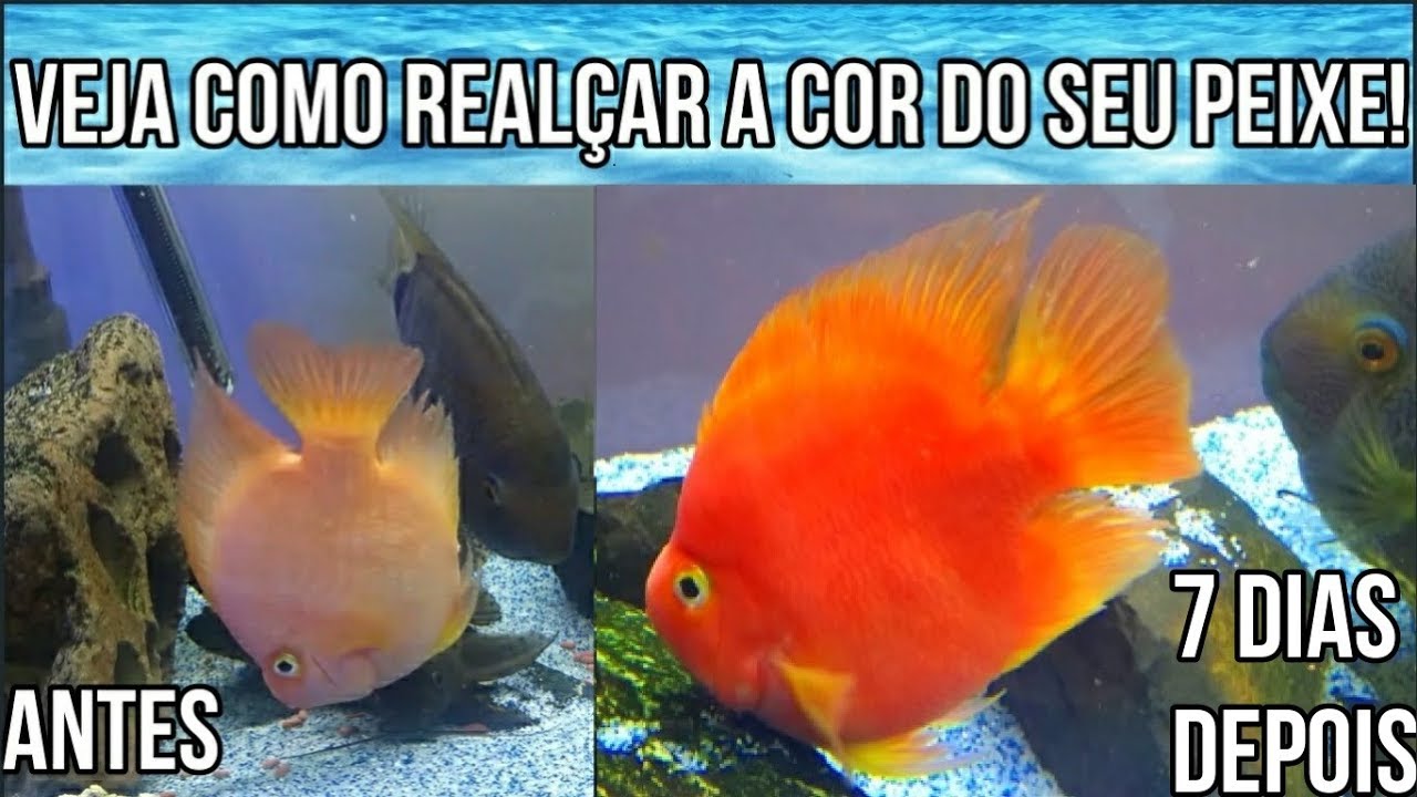 Veja Como deixar a cor do seu Peixe Mais Viva em pouco dias!