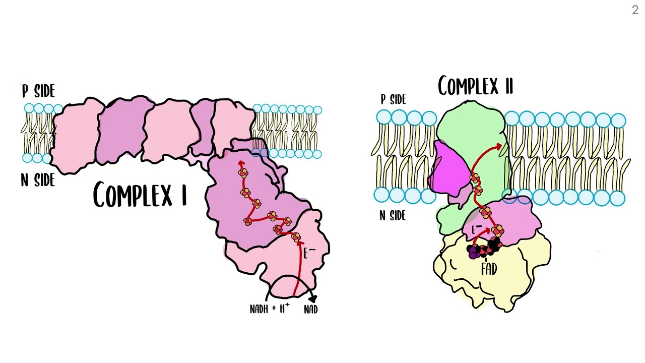 Fe-S clusters