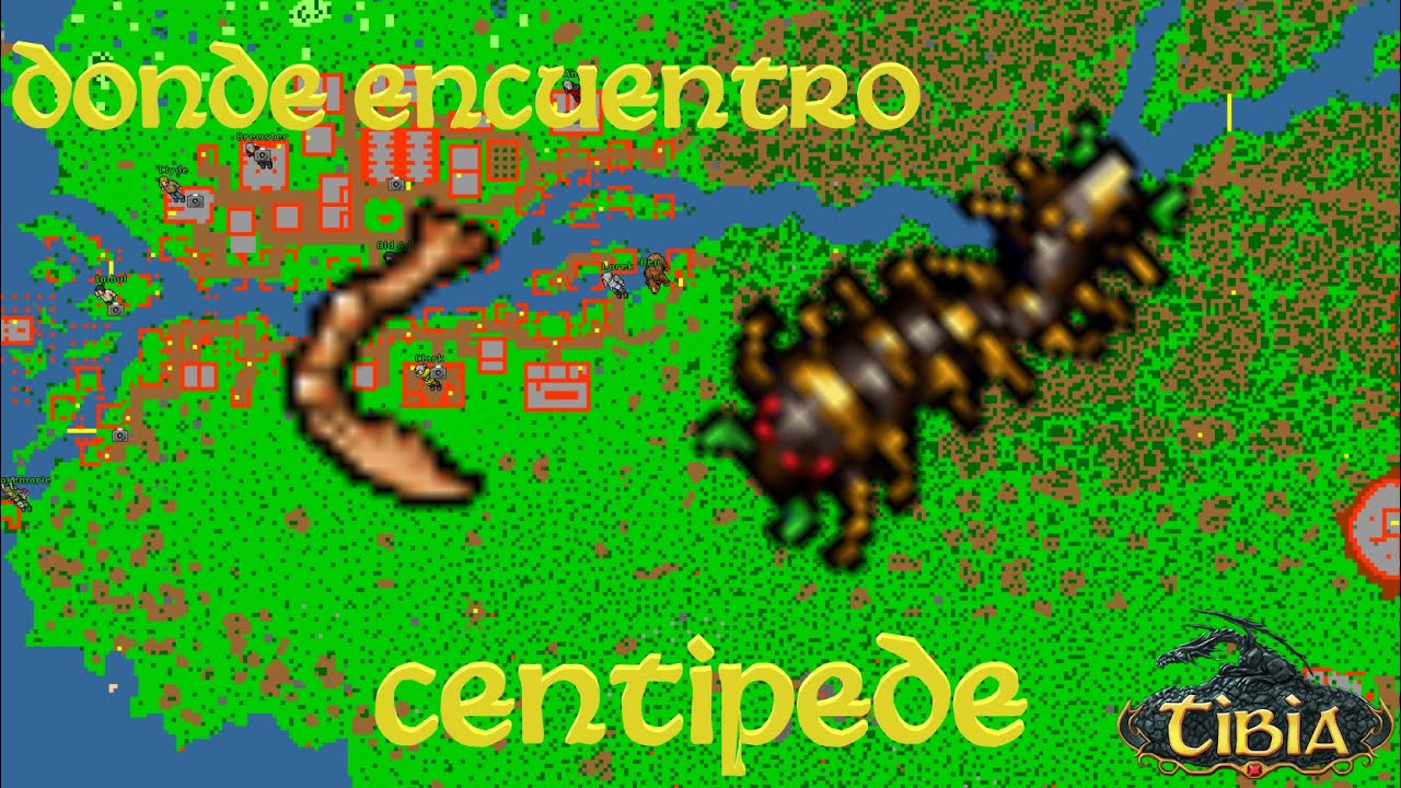 Tibia - Centipide