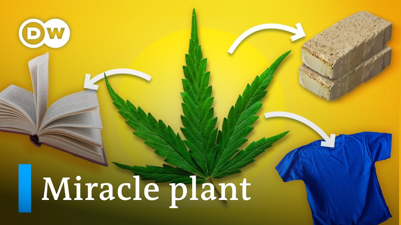 Why outlawing cannabis was a HUGE mistake