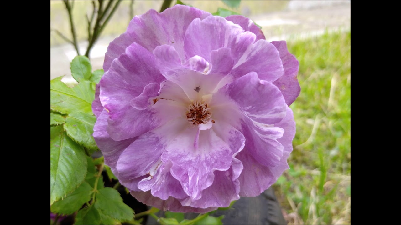 Обзор розы Блю фо Ю на полном солнце. Юг. Review of Blue fo You rose varieties. 6A USDA zone.