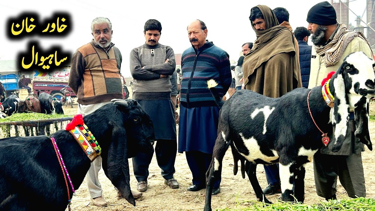 Big Goats Of Khawar Khan Of Sahiwal-Pure Amritsari Beetal Goats-Beetal Goat Farming 2026