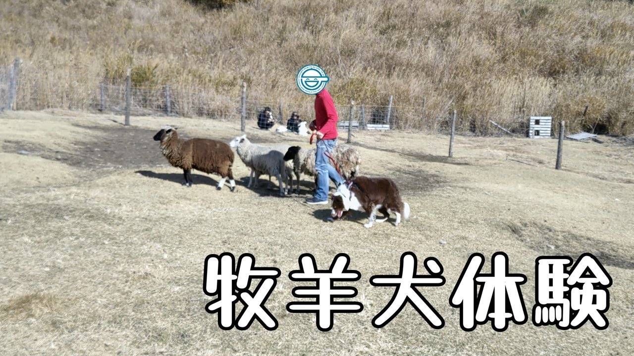牧羊犬が牧羊犬体験してきたよ！！モカとおでかけ Vol.34#ボーダーコリー#bordercollie #モカとおでかけ