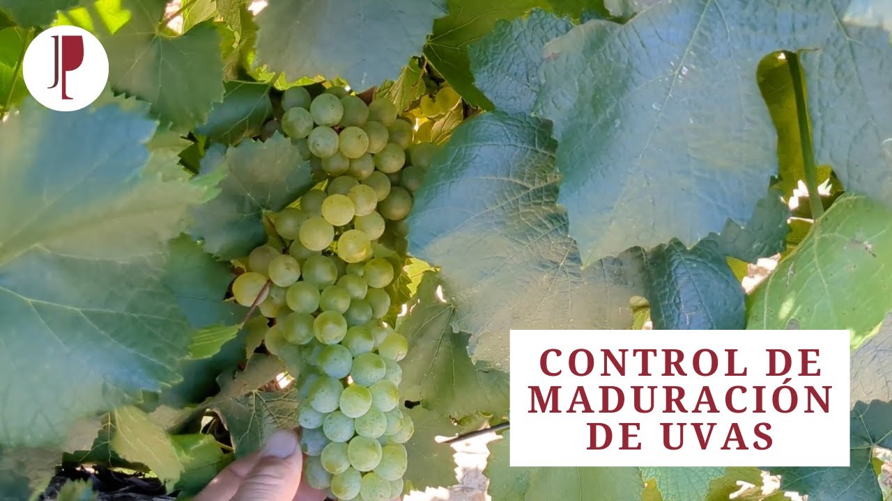 Control de maduración de uvas