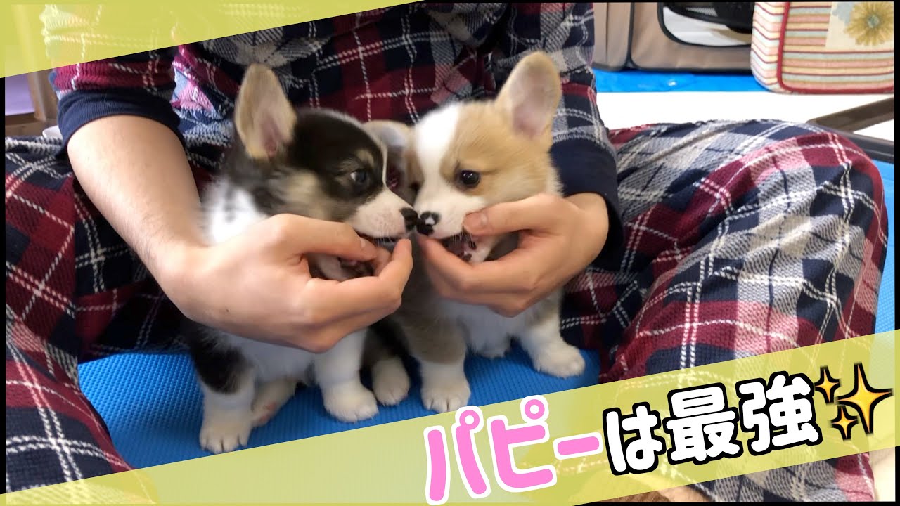 【子犬】世界一可愛いコーギー⁉️久しぶりに登場🐶🐶　puppy corgi is most cute.