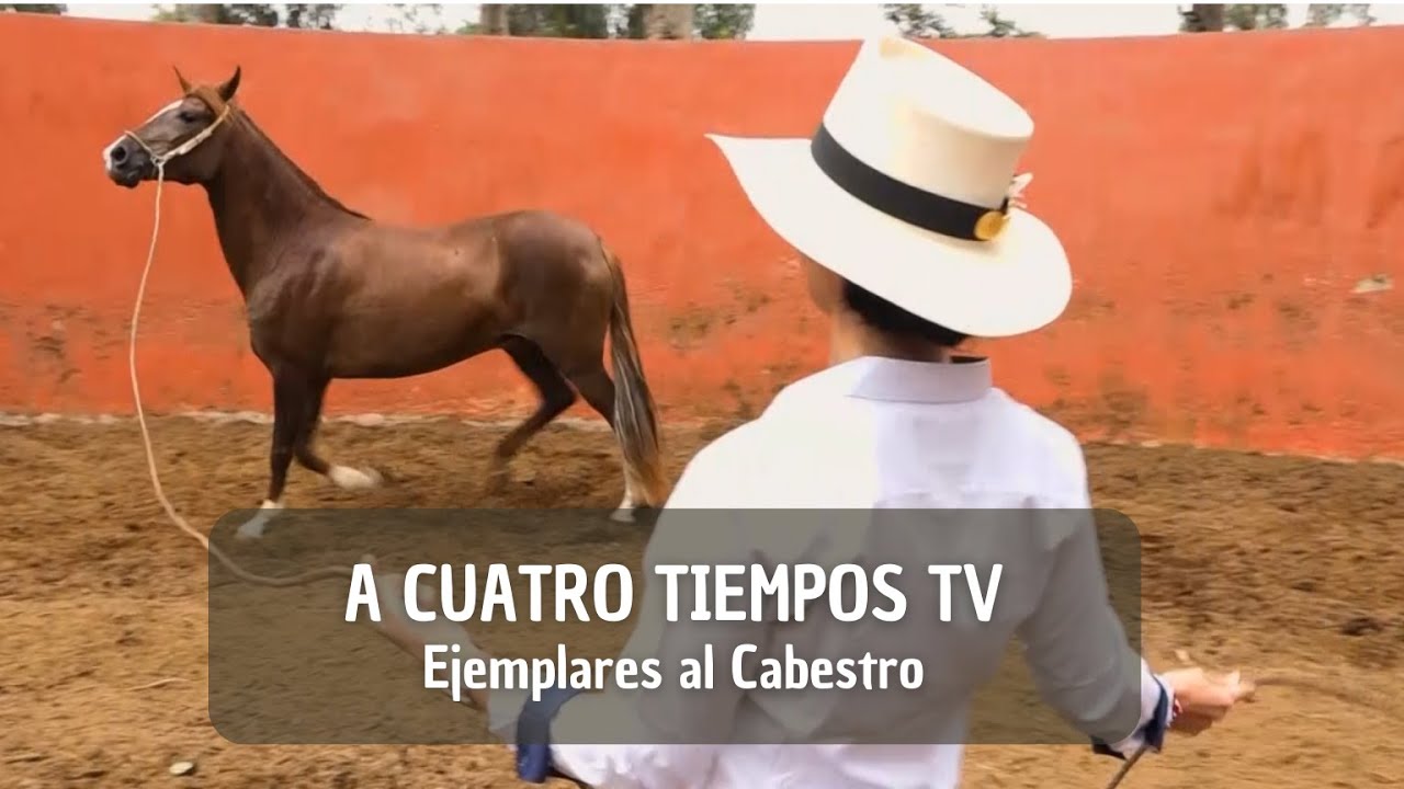 A CUATRO TIEMPOS TV - EJEMPLARES AL CABESTRO