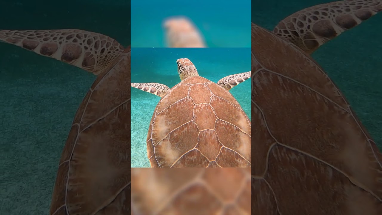 Creatures of the Deep: Sunlight Zone