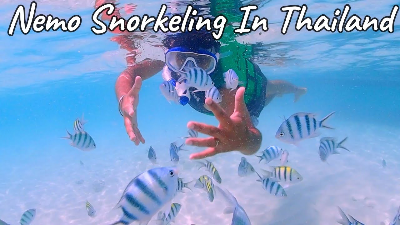 Nemo Snorkeling in Pattaya, Thailand (Part - 6) | Pattaya Snorkeling Package | Snorkeling Thailand