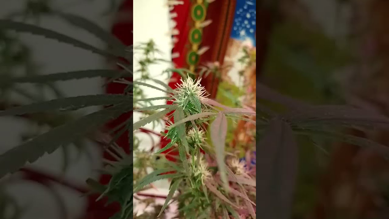Grow Your Own | #Shorts #Cannabis #Weed #Marijuana