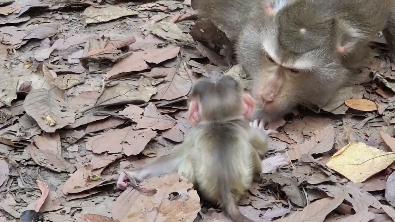Sweet Mama Libby with baby Levy, she want to train him