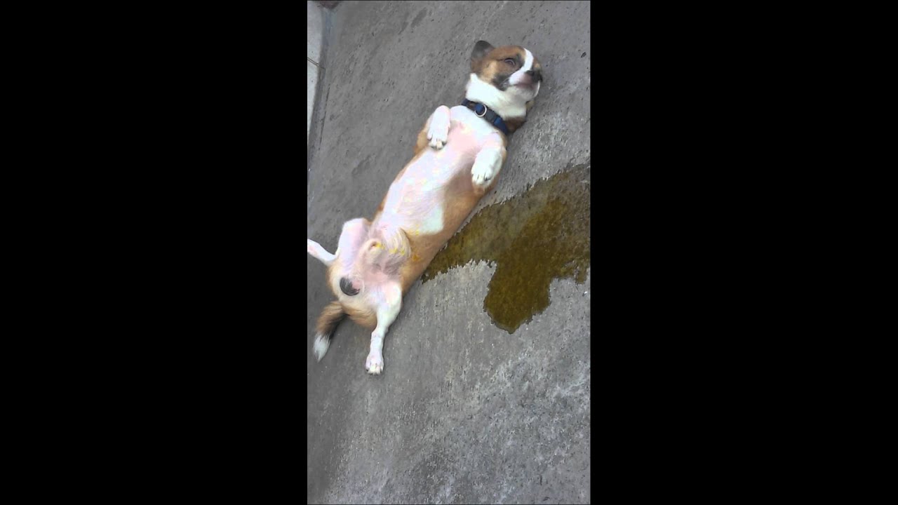 Dog Peeing on the floor while sleeping