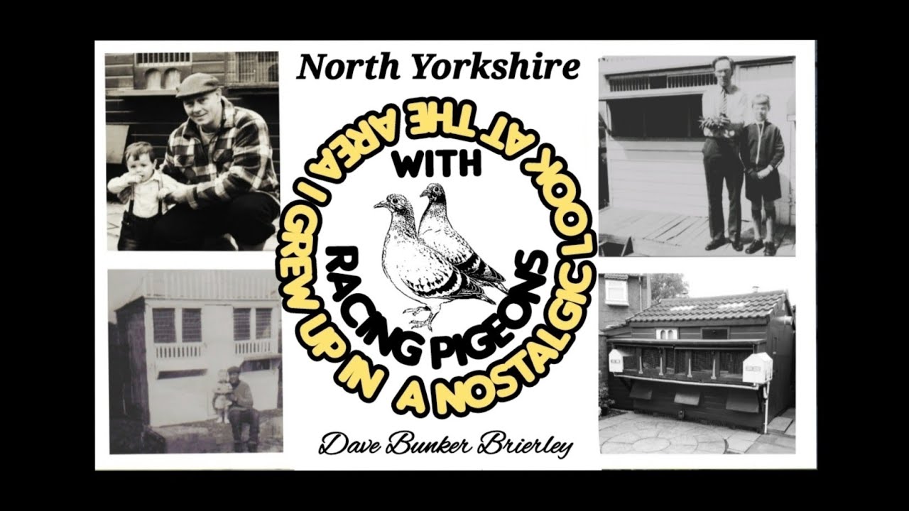 Racing pigeon film. The good old days in racing pigeons 50+ years ago