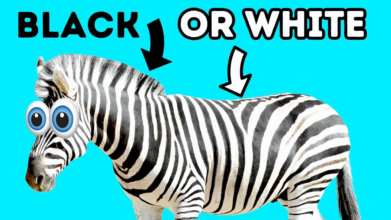 Animal Antics: Quirky Facts You Never Knew, But Always Wanted To