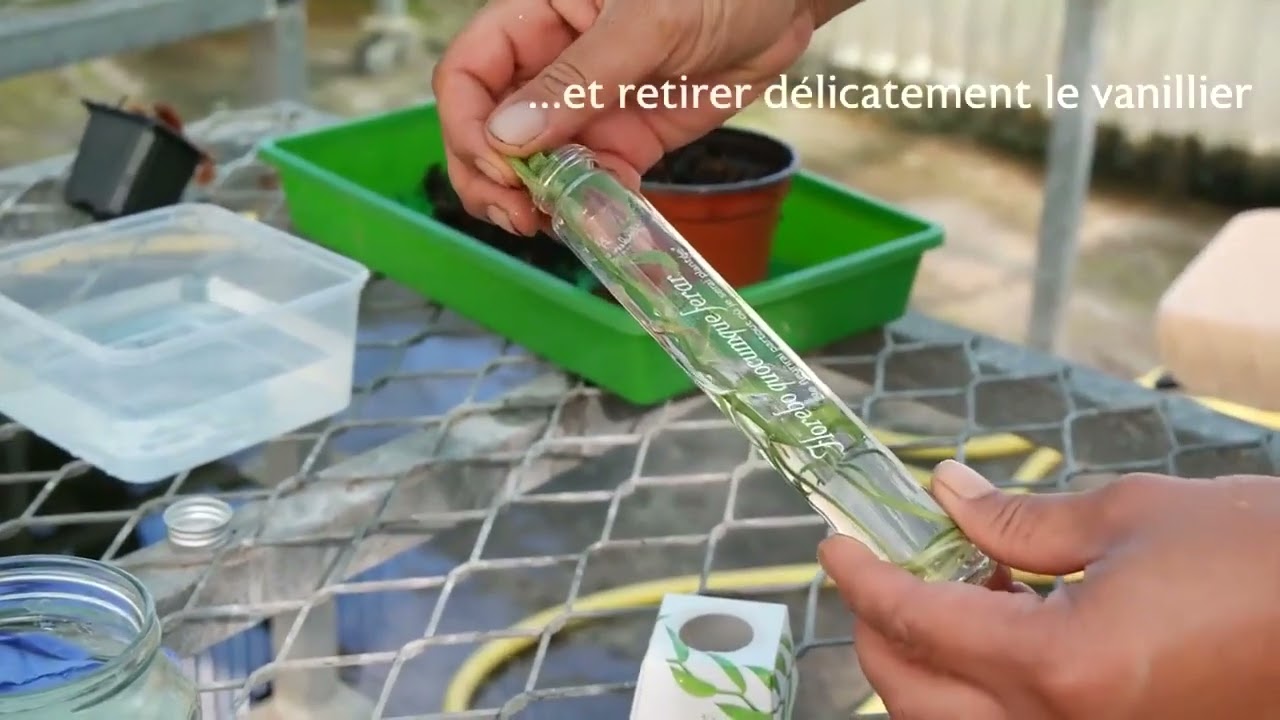 Acclimatation plant in vitro vanille (valable pour le plant d'ananas)