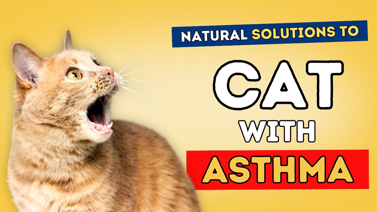 Your Coughing Cat May Have Asthma: Natural Answers